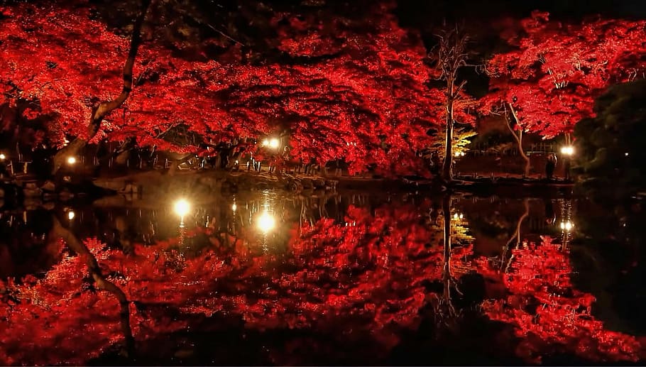 autumn, backlit, branch, bright, color, environment, evening, HD wallpaper