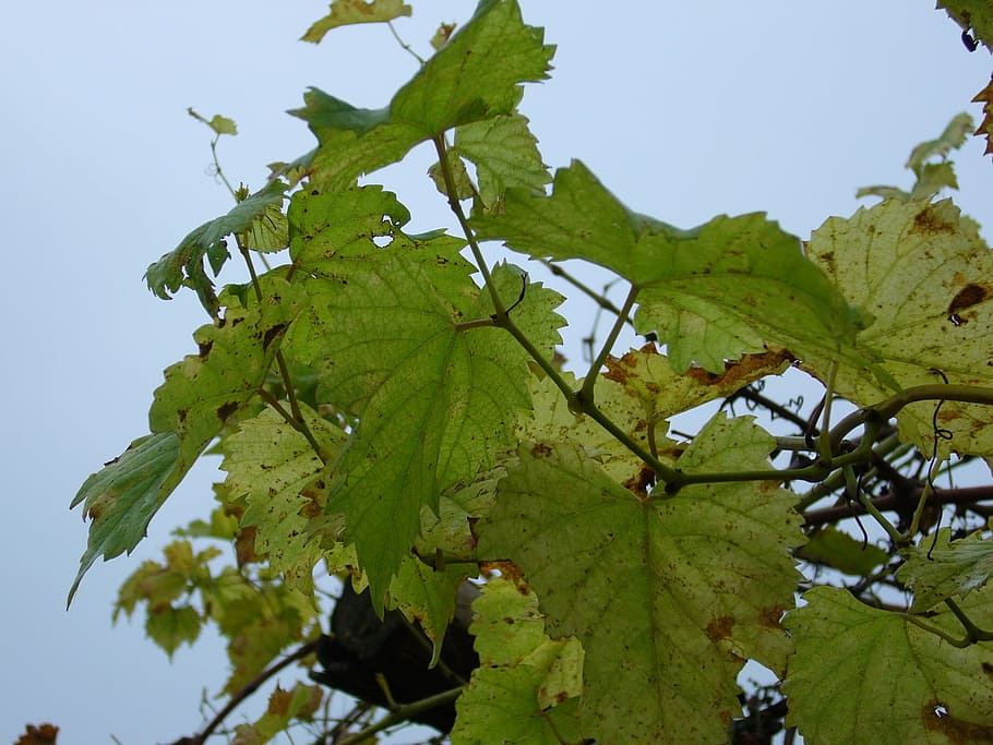 grape, foliage, autumn, plant part, leaf, growth, green color HD wallpaper