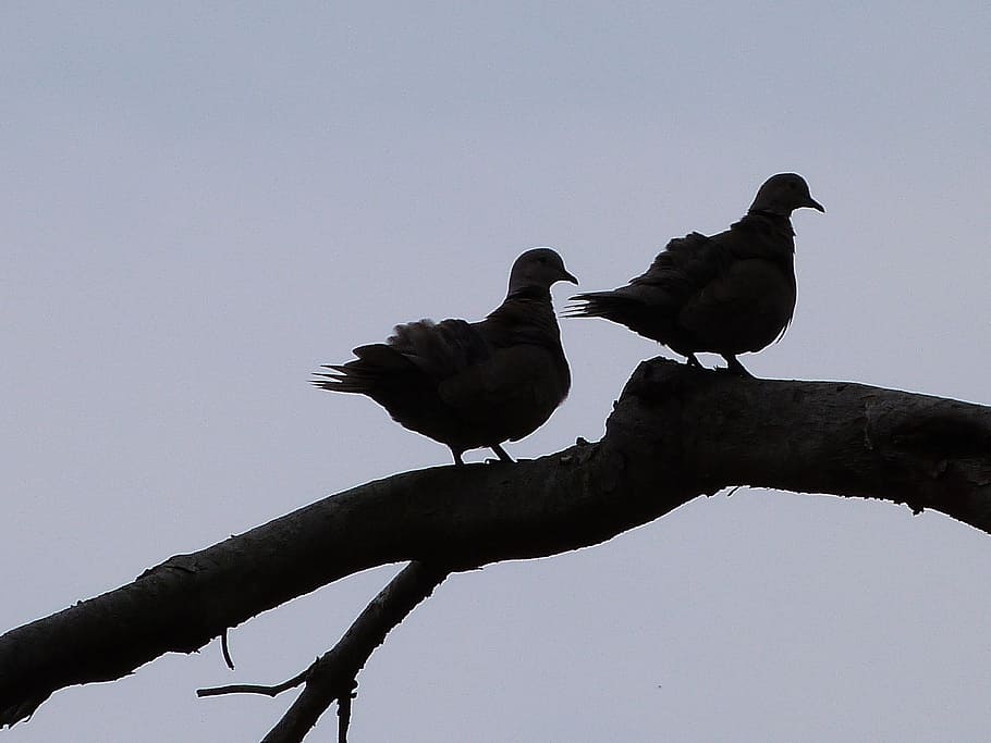bird, dove, animals, animal themes, vertebrate, animal wildlife HD wallpaper