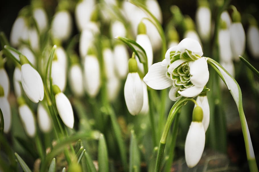 Snowdrop, Snowdrops, Spring, White, flowers, nature, plants HD wallpaper