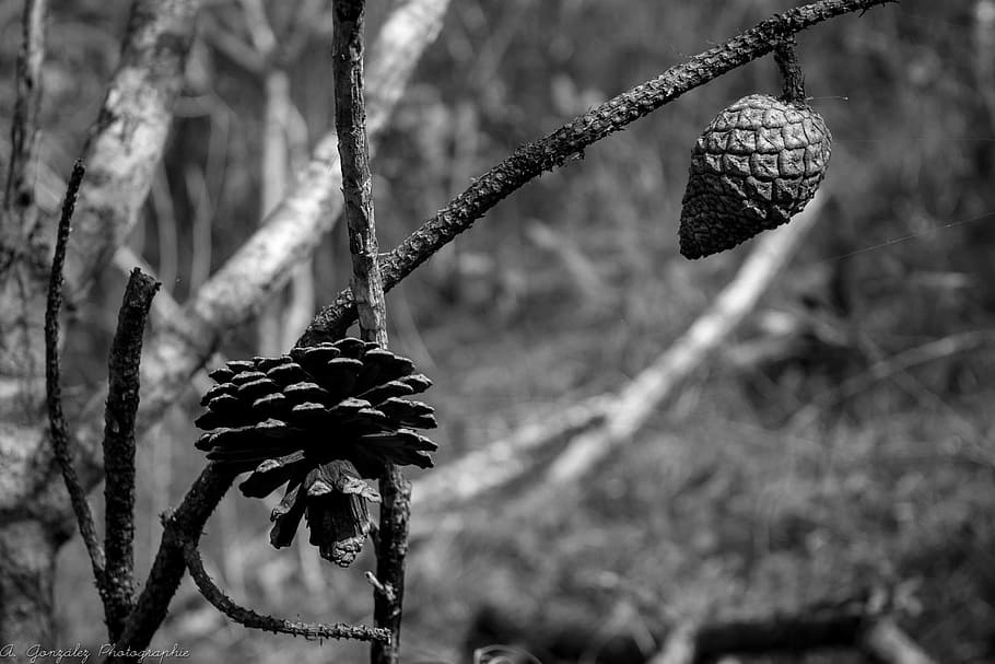 seed, pine, branches, nature, black white, focus on foreground HD wallpaper