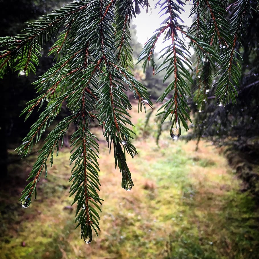 tree, evergreen, pine, fir tree, branch, conifer, spruce wood HD wallpaper