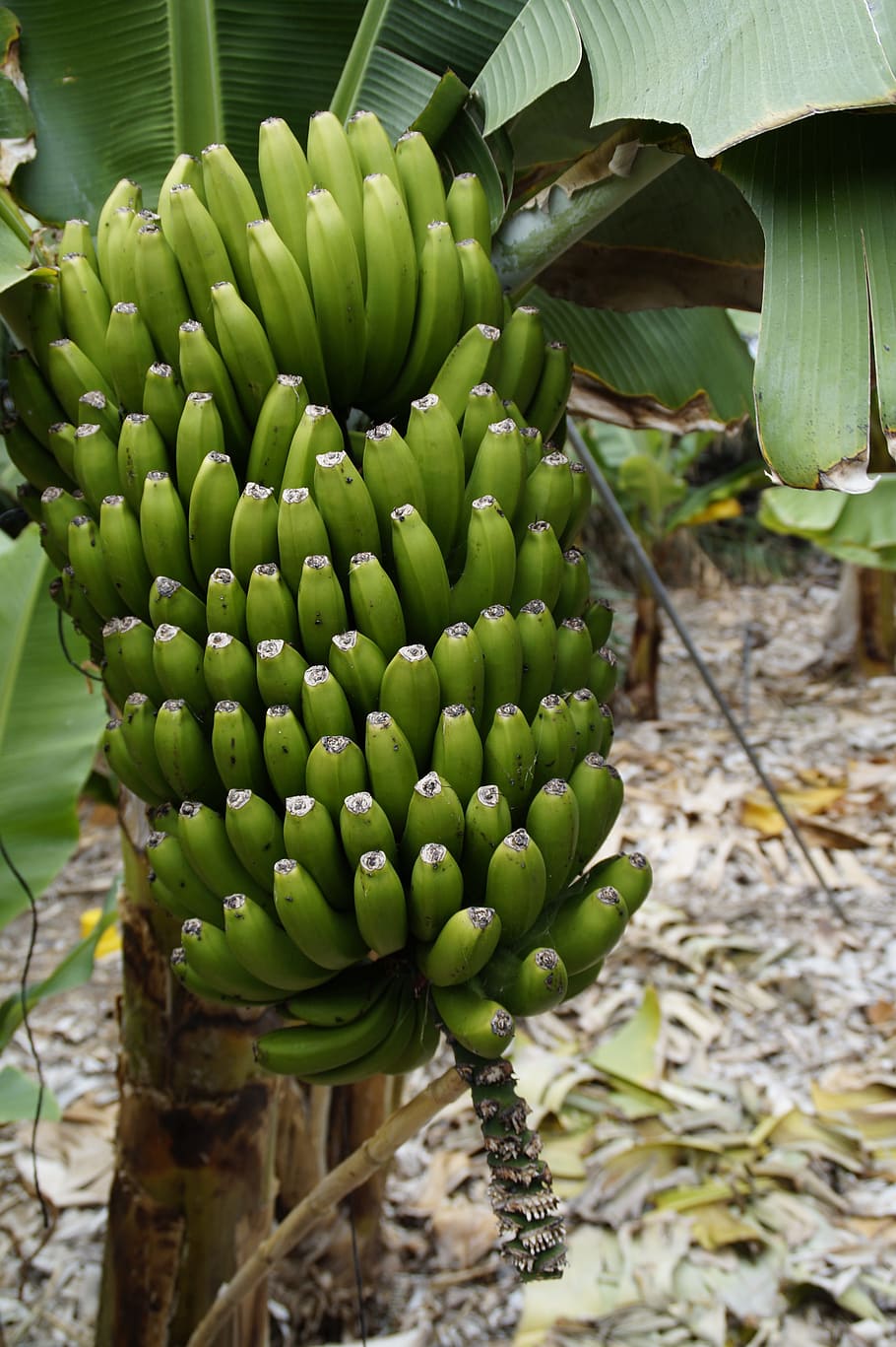 HD wallpaper: bananas, green, immature, banana shrub, banana tree ...