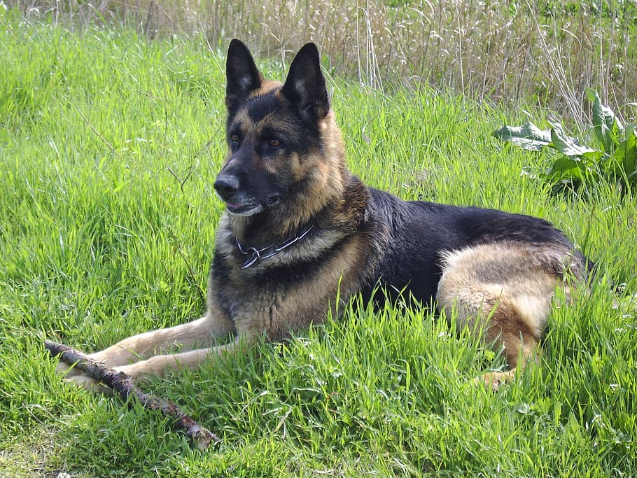 german shepherd, grass, dog, one animal, canine, pets, domestic HD wallpaper