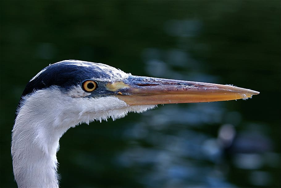 closeup photo of black and white bird's head, selective focus photography of bird near body of water HD wallpaper