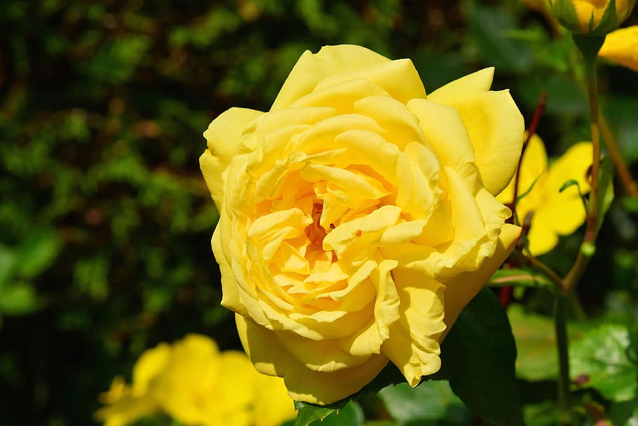 Blossom, Bloom, Flower, Close, rose, plant, flowering shrub HD wallpaper