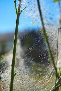 ermine, bud moth, track, web, harmless, may, jasmin, butterfly HD wallpaper