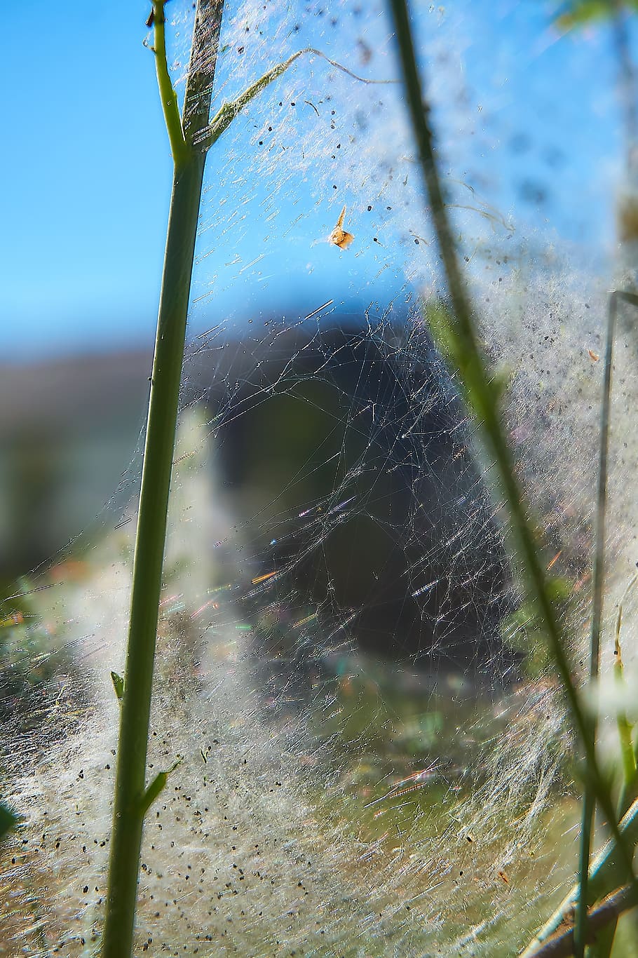 ermine, bud moth, track, web, harmless, may, jasmin, butterfly HD wallpaper