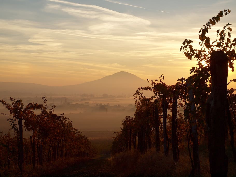 villány, szársomlyó, grape, mountain, vineyard, landscape