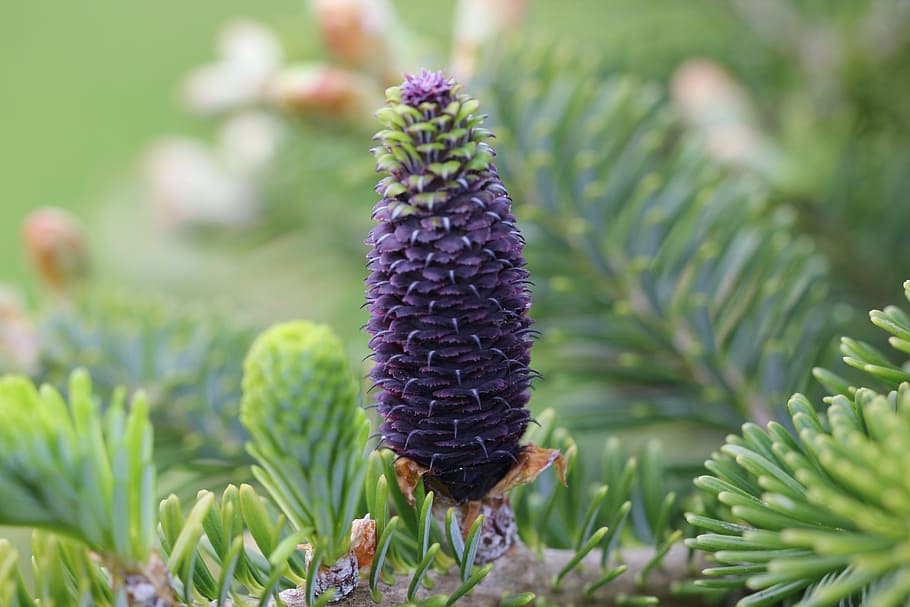 Pine Cone, Flower, Nature, pine flower, forest, branch, purple HD wallpaper