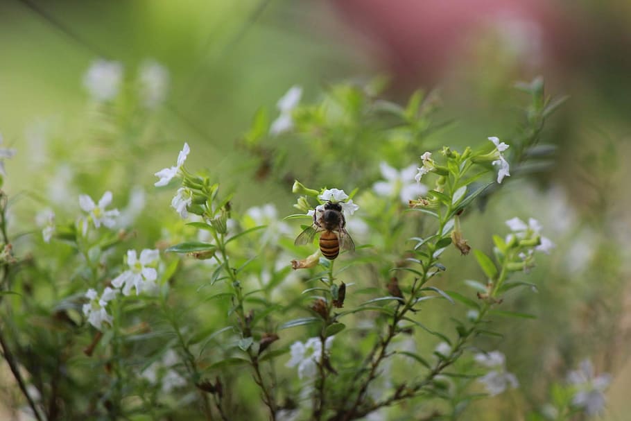 Nature, Bee, Garden, one animal, animal themes, animals in the wild HD wallpaper