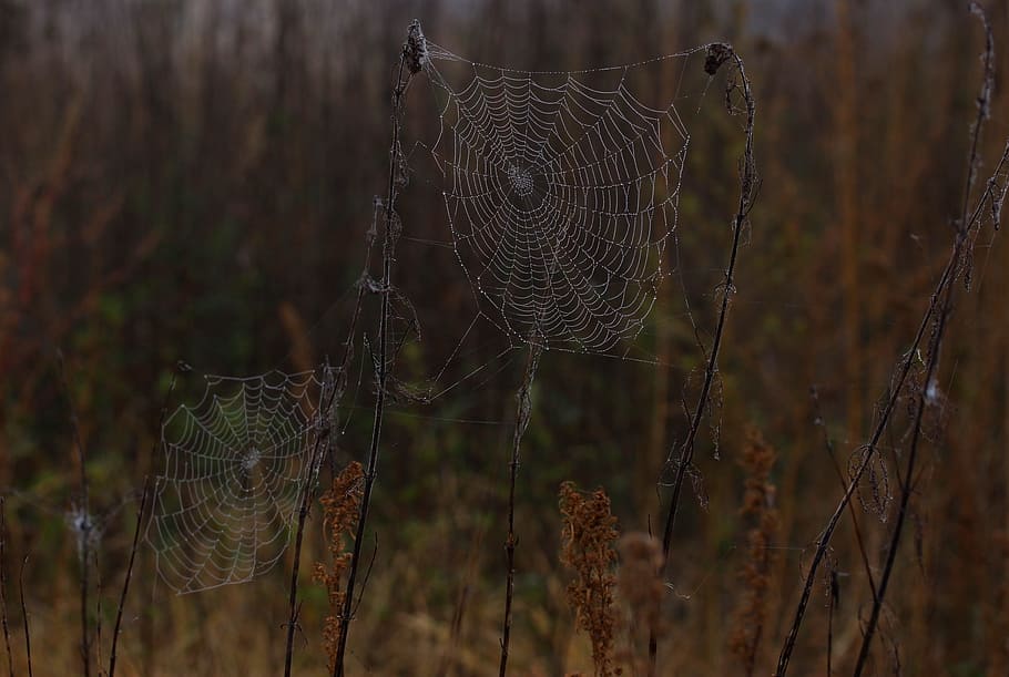 spider web, wet, hooked, place, dew, drops, nature, fragility HD wallpaper