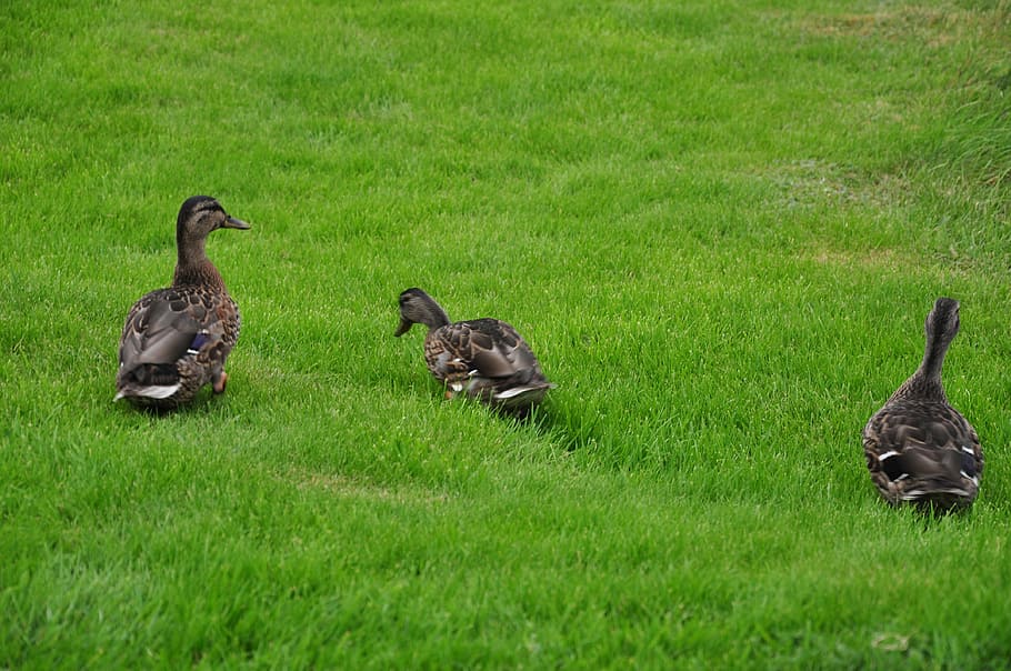 Ducks, Birds, Animals, Grass, Green, nature, green color, animal themes HD wallpaper