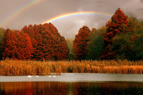 forest under rainbow, lake, trees, red, swans, landscape, autumn HD wallpaper