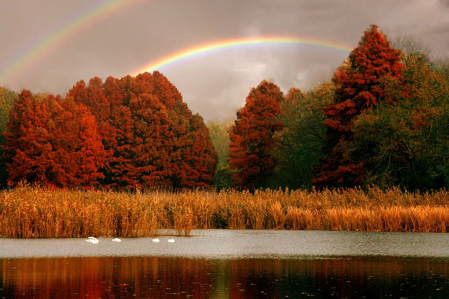 forest under rainbow, lake, trees, red, swans, landscape, autumn HD wallpaper