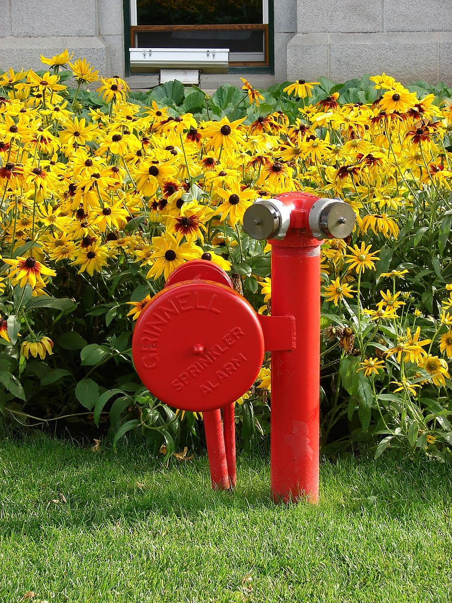 fire hydrant, stand pipe, water hydrant, wildflowers, floral HD wallpaper