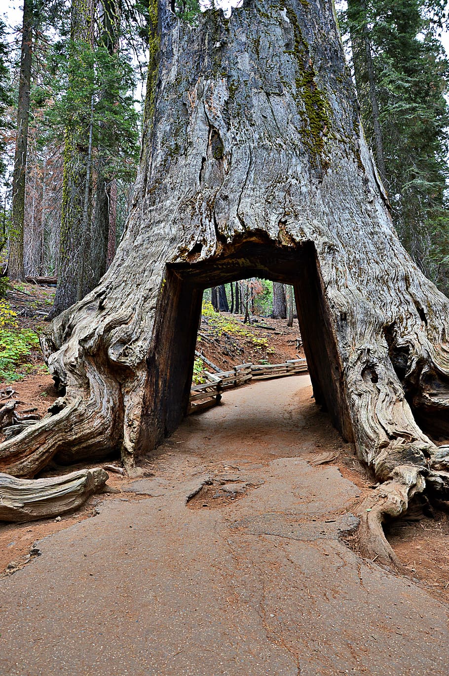 california, yosemite national park, sequoia, tree, ancient, HD wallpaper