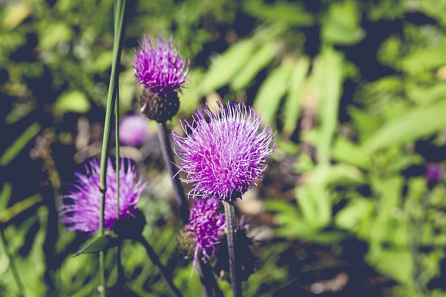 nature, flowers, blur, plants, beautiful, bloom, blooming, blurry HD wallpaper
