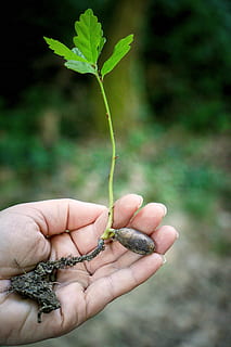 Person Holding Green Plant, hand, macro, sapling, human hand HD wallpaper