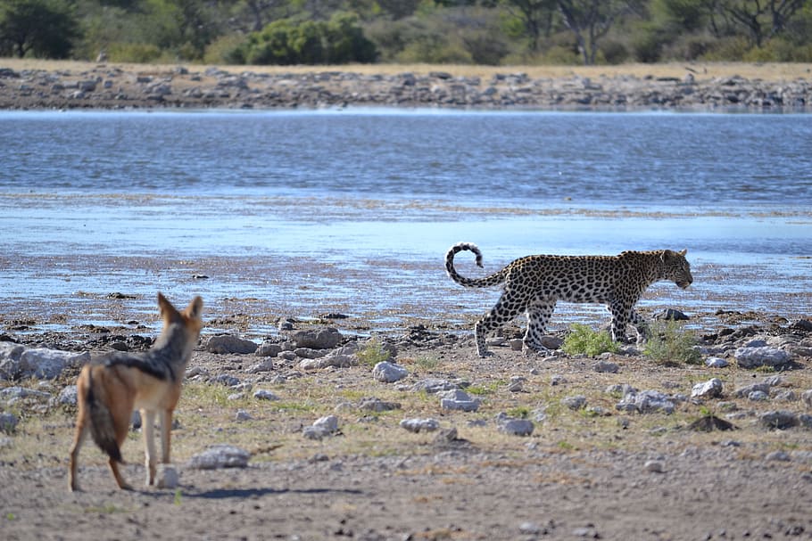 Leopard, Partner, Friends, Wild Animals, accompaniment, water hole HD wallpaper