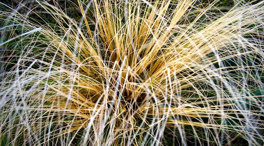 grass, macro, yellow, tuft, backgrounds, nature, plant, growth HD wallpaper