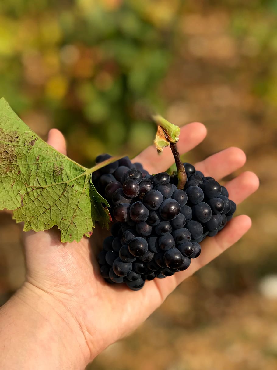 grapes, hand grape, fruit, human hand, food, healthy eating HD wallpaper