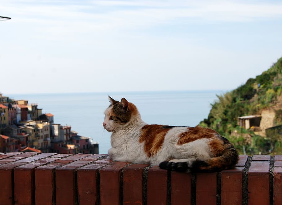 cat, sea, sky, white, brown, one animal, pets, mammal, domestic HD wallpaper