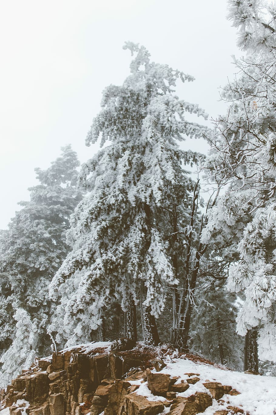 snow covered pine trees at daytime, snow covered green tree standing on rock formation HD wallpaper
