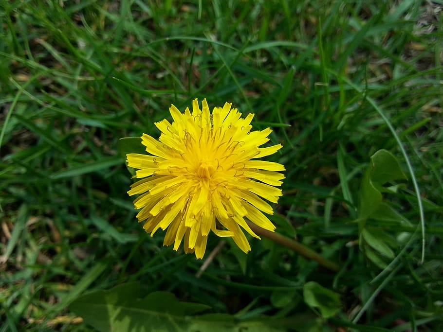 dandelion, grass, summer, weeds, nature, spring, green, yellow HD wallpaper