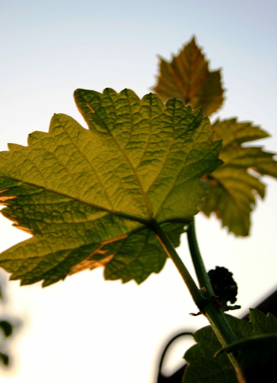 Leaves, Lobed, Vine, Grape, green, serrated, branch, sky, sunlight HD wallpaper