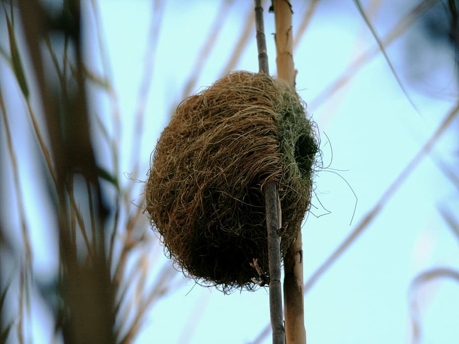 nest, shelter, home, woven, reeds, weaver bird, animal Nest, HD wallpaper