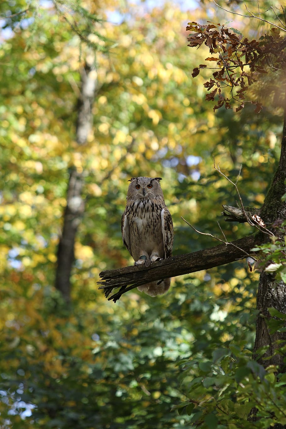 owl, bird, raptor, feather, bird of prey, nocturnal, night fighter HD wallpaper