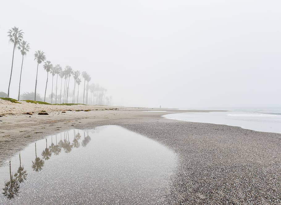 reflection of inline coconut trees by the beach, seashore, near HD wallpaper