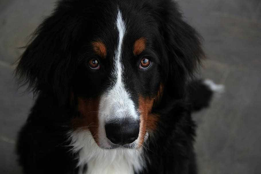 close-up photography of adult Bernese mountain dog, bouvier HD wallpaper