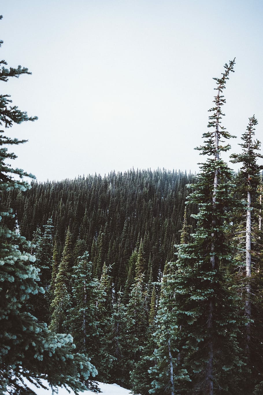 forest during daytime, landscape photography of pine tree forest HD wallpaper