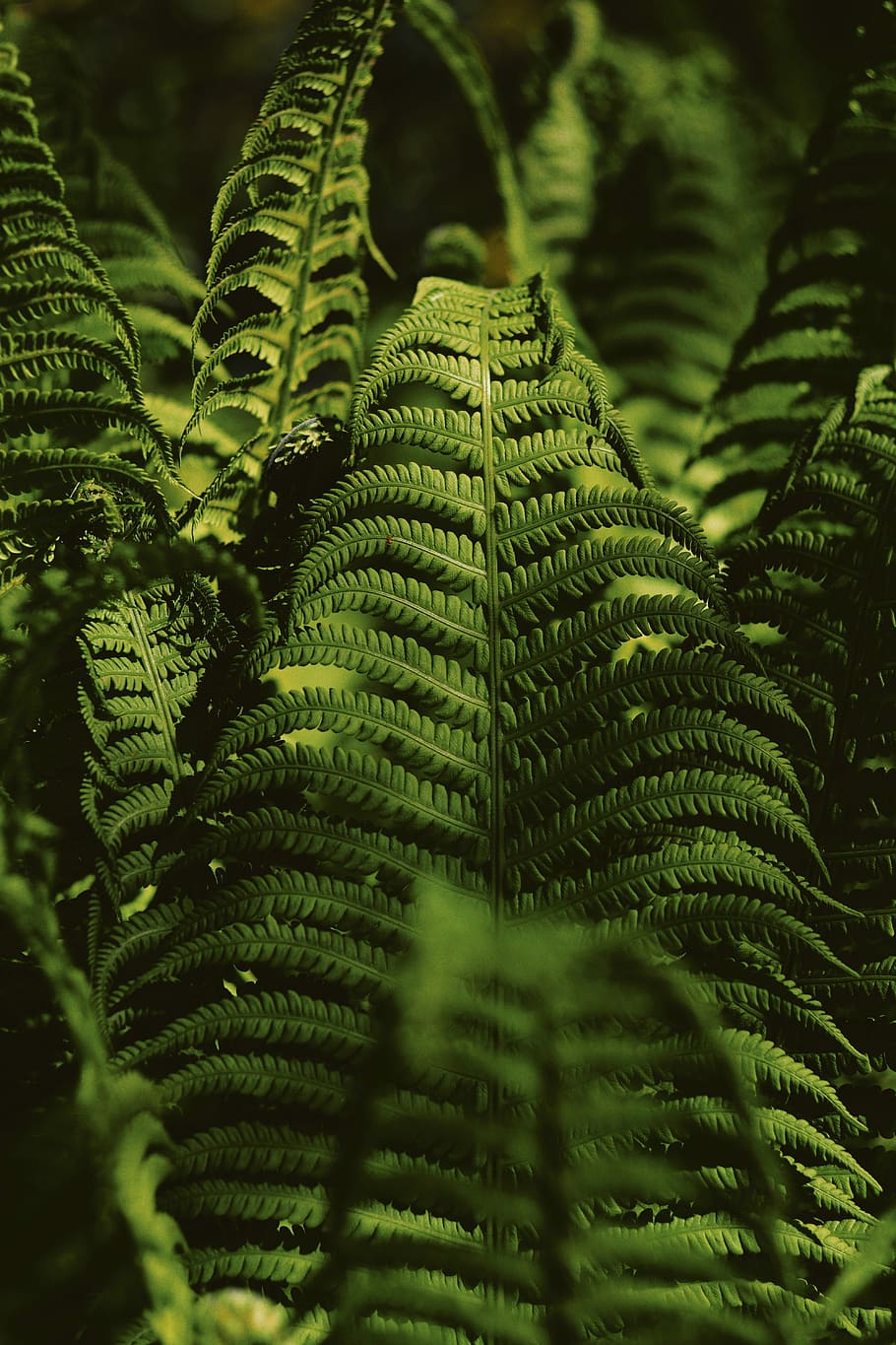 <b>fern</b> plants, shallow focus photo of sword <b>fern</b>, green, forest. <b>fern</b> plants,...