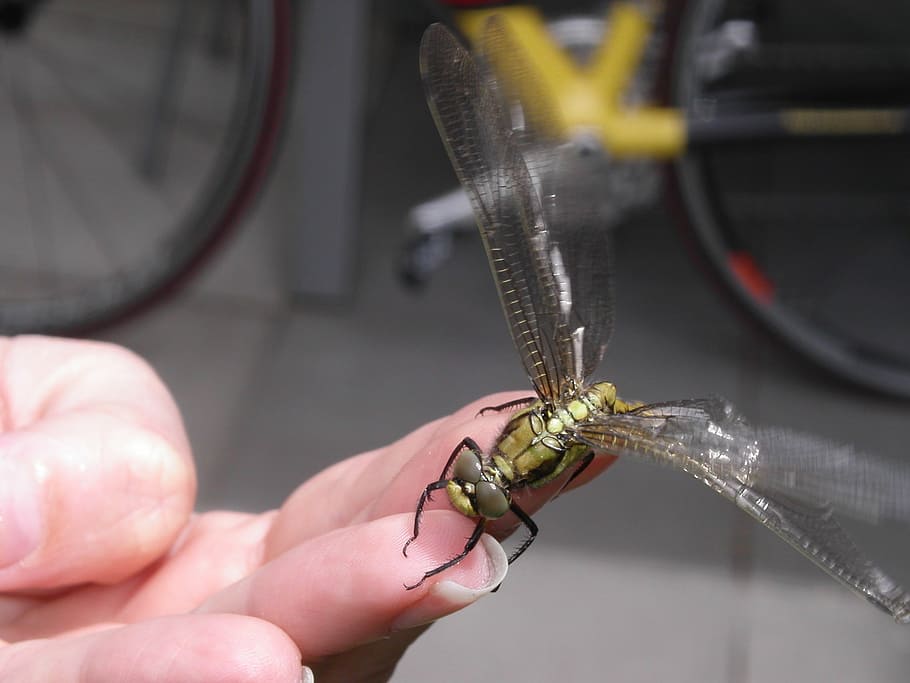 dragonfly, nature, bug, insect, animal, human body part, hand HD wallpaper