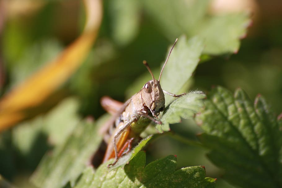 desert locust, grasshopper, nature, insect, macro, green, close up, HD wallpaper