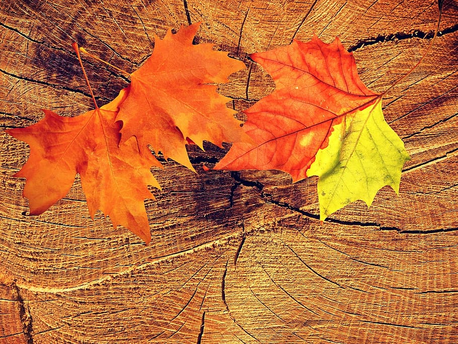 two orange leaves photograph, background, texture, wood, fall foliage HD wallpaper