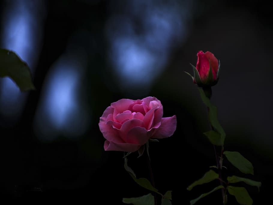flower, flora, rose, pink, red, plant, blossom, garden, flowering plant HD wallpaper