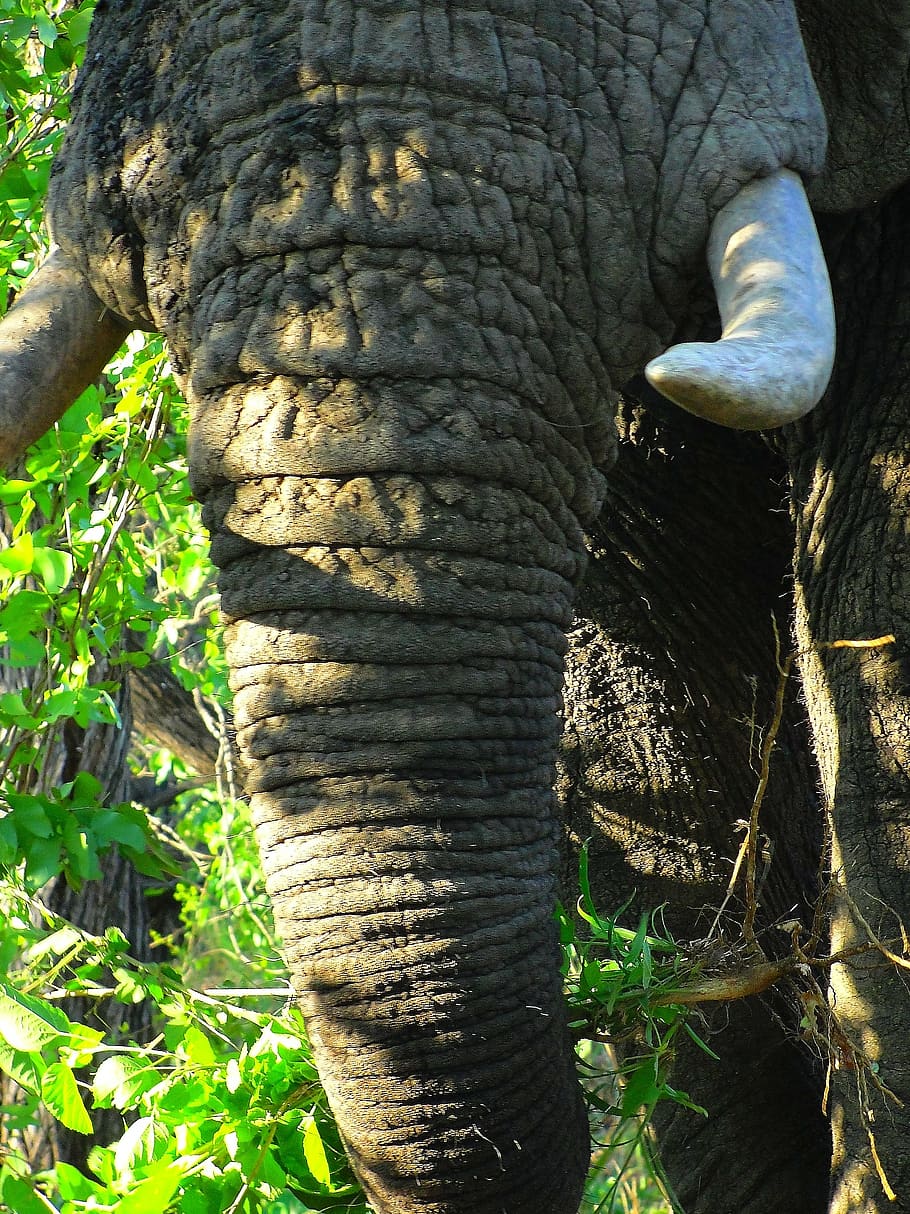 elephant, elephant trunk, tusks, no people, animal wildlife HD wallpaper