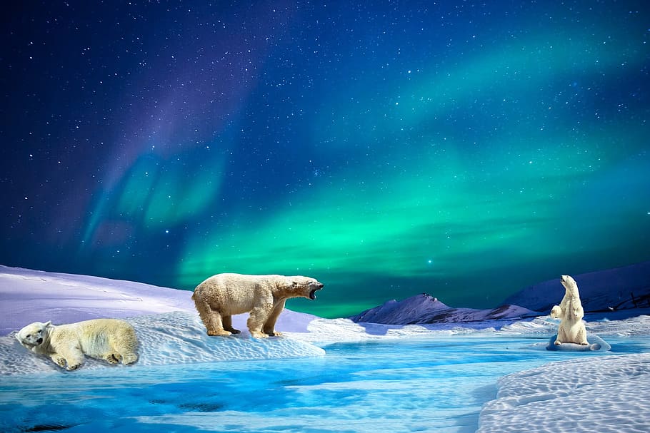 three polar bears on white snow Nothern lights illustration, aurora