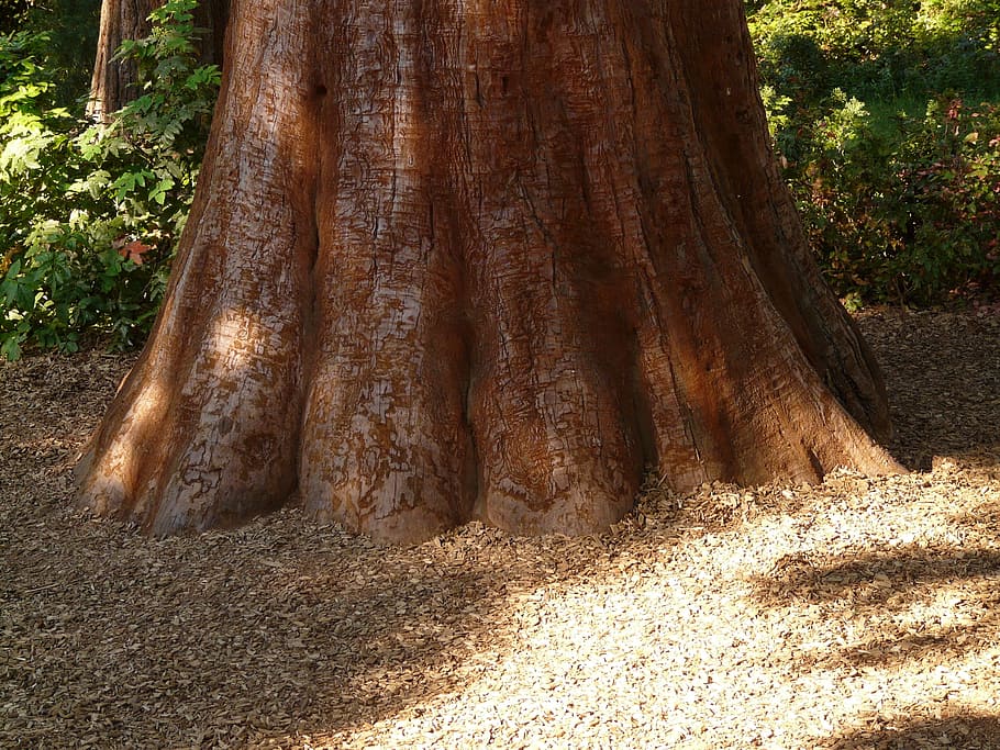 sequoia, tribe, bark, large, powerful, conifer, tree, trunk diameter, HD wallpaper