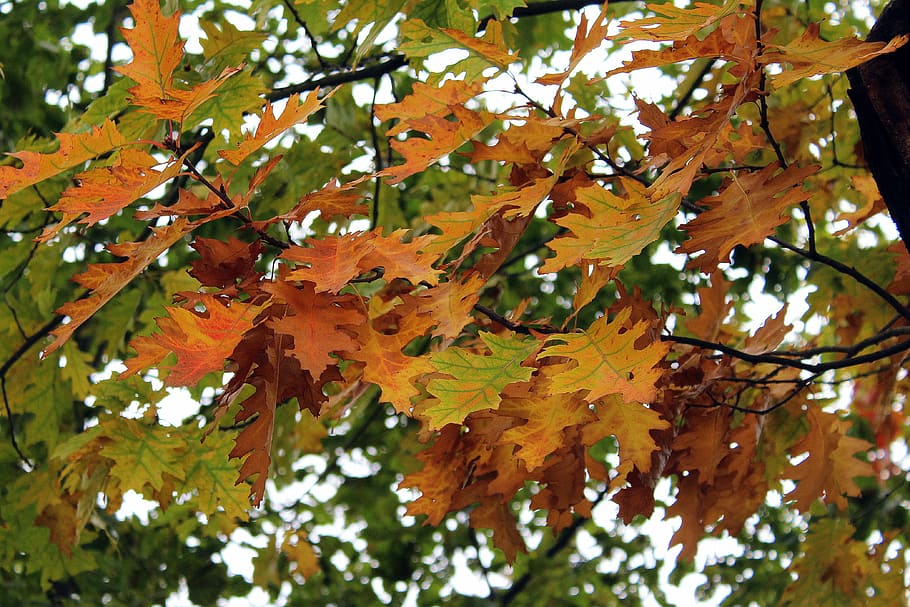 oak, foliage, autumn, tree, autumn gold, oak leaves, autumn leaves HD wallpaper
