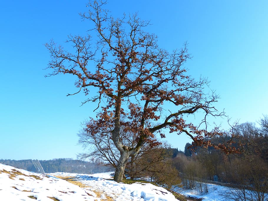 Tree, Oak, Winter, Cold, Ice Blue, Blue, Sky, sky blue, snow HD wallpaper