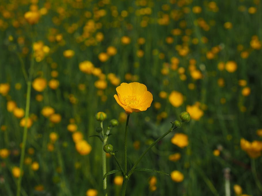 Buttercup, Flower, pointed flower, flowers, yellow, ranunculus, HD wallpaper