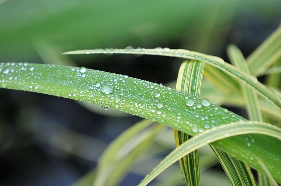 close-up photography of rain drops on green plant, dew, leaf HD wallpaper