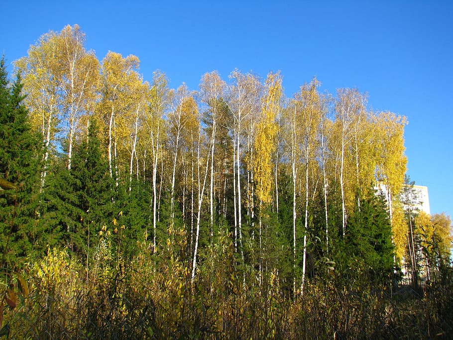 blue sky, forest, birch, christmas tree, golden autumn, sunny day