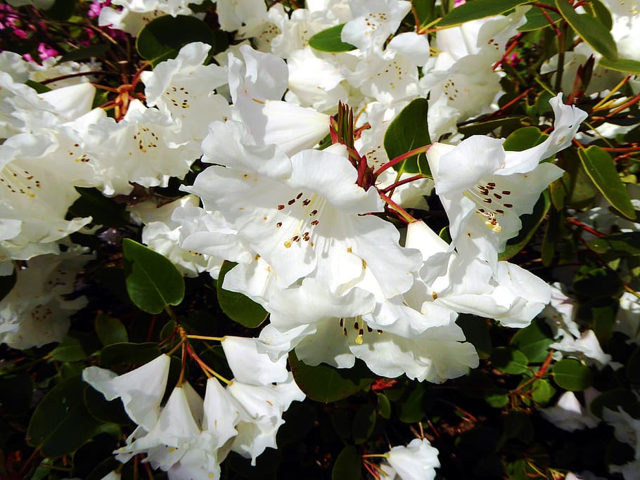 Rhododendron, Blossoms, Spring, Close, rhododendron blossoms HD wallpaper