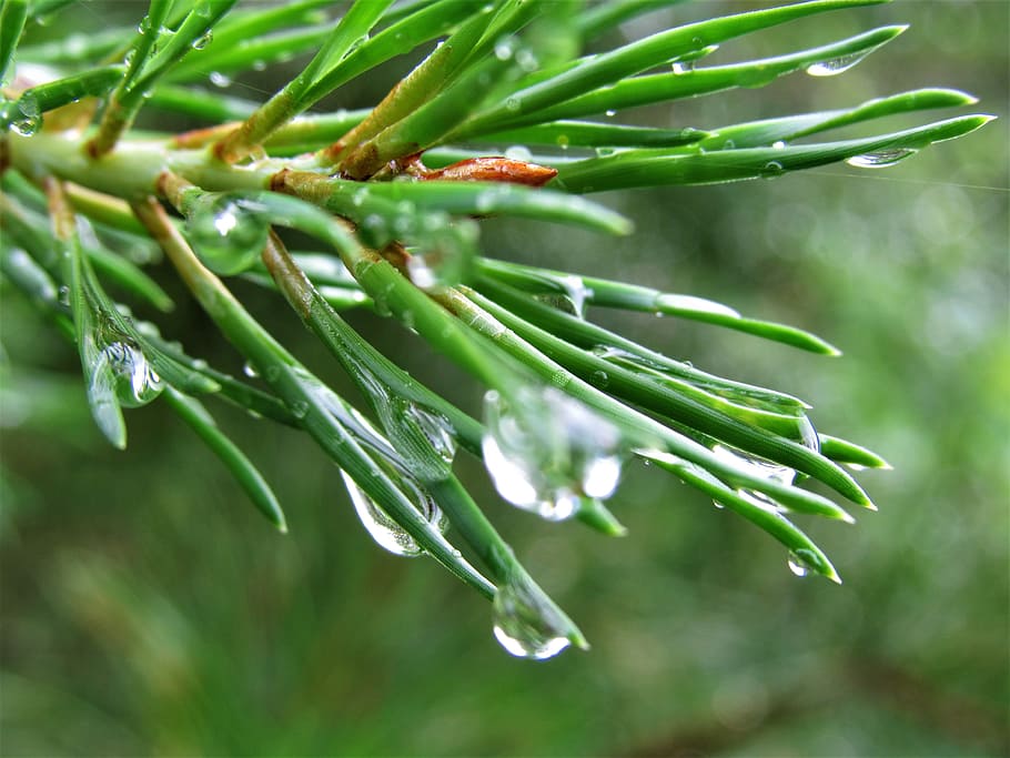 Pine, Needles, Water, Droplets, Close-Up, green color, nature HD wallpaper